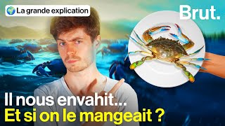 Pourquoi le crabe bleu nous menace et pourrait finir dans nos assiettes [upl. by Ilrahc420]