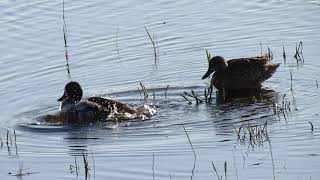 Bluewinged Teals Ducks in courtship 5 males 1 female NW of Silton SK May 13 2018 [upl. by Hilliary]