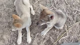 Baby Wolves with Sharp Fangs [upl. by Nonahs]