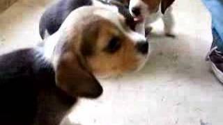 Lucy the Beagle Puppy [upl. by Daveta]