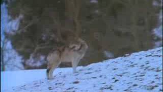 Wolves A Legend Returns to Yellowstone part3 [upl. by Idleman369]