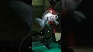 Kotoran ikan hias koki terpanjang di aquarium shorts aquarium ikanhias kotoran [upl. by Acemaj]