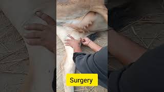 Mpd in cow medial patellar desmotomy in cow [upl. by Gassman]