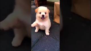 Funny Dog Videos 🤣 [upl. by Nandor453]