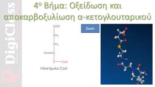 Κύκλος Κιτρικού Οξέος Krebs citric acid cycle  DigiClass [upl. by Pardoes103]