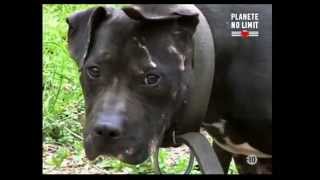 pitbull combat de chien pitbull combat de chien terrifiant [upl. by Arlon]