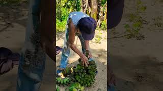 When Everything Is Free On a Countryside Life In The Philippines🇵🇭farmer bananafarmer satisfying [upl. by Yreffej]