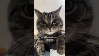 Welcome to the kittys world audio crayzeecattt shorts cat song [upl. by Ellegna]