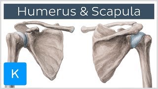 Humerus and Scapula Anatomy Definition Ligaments amp Bones  Kenhub [upl. by Nanine]