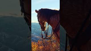 Utah late season elk hunting [upl. by Sarkaria]