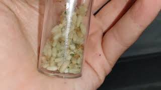 how to move honey pot ants to a new nest Myrmecocystus mexicanus [upl. by Aynor122]