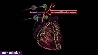 Baroreceptor amp Chemoreceptor reflex Regulation of Blood Pressure [upl. by Derinna]