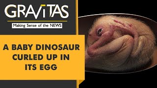 Gravitas Perfectly preserved baby dinosaur discovered [upl. by Humble]