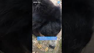 Sloth Bear Caught in Deadly Snare animals wildlifeanimalrescue [upl. by Owain]