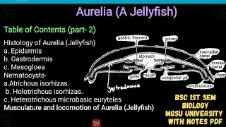 Histology of aurelia  epidermis gastrodermis mesogloea amp type of nematocysts musculature amp loco [upl. by Droffilc]