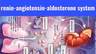 blood pressure regulation system reninangiotensinaldosterone system RAAS [upl. by Anilejna]