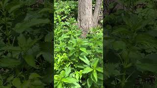 Wicked Plants  Stinging Nettle [upl. by Willabella522]