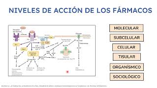 Farmacodinamia Parte 14  Docente Nicolás Loschiavo [upl. by Amaryl]