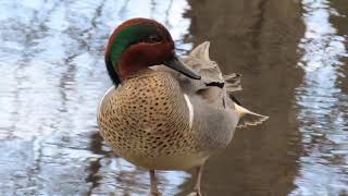 Greenwinged Teal in Central Park [upl. by Naffets]