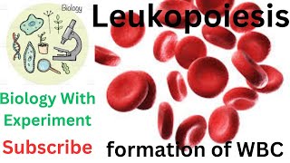 Leukopoiesis  Granulopoiesis  Lymphopoiesis  WBC  Formation of white blood cells  Hematology 🔥🔥 [upl. by Nilyac]