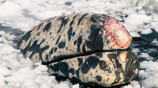 Injured whales trapped in ice  Big Miracle  CLIP [upl. by Ilona173]