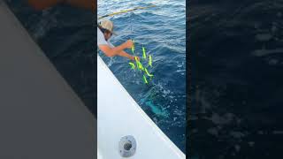 How To Gaff A Massive 80lb Yellowfin Tuna shorts [upl. by Bartram]