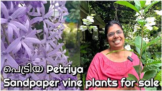 പെട്രിയ Petrea  sandpaper vine plants for sale [upl. by Bessie]