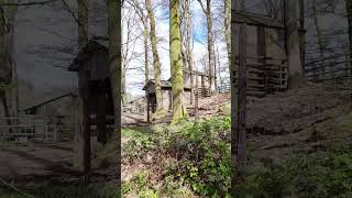 Angus Bull at Parc Animalier de Bouillon Belgium [upl. by Sumer]