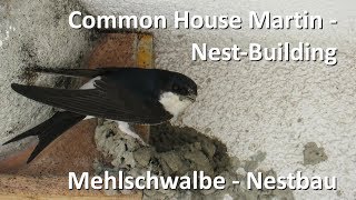 Mehlschwalbe beim Nestbau  Common House Martin builds nest Delichon urbicum [upl. by Elvira]