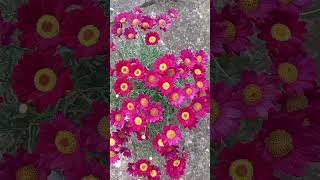 Argyranthemum Orange flowers flower relax relaxing relaxingmusic unwind unwinding soothing [upl. by Mirisola]