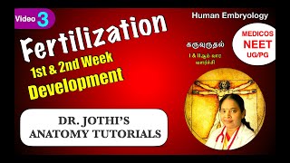 Fertilization 1st amp 2nd week Embryo development  Reproduction Class3 கருவுருவாதல் EnglishTamil [upl. by Yewed]