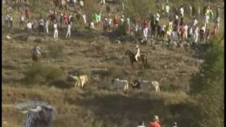 ENCIERRO EN BRIHUEGA POR EL CAMPO [upl. by Prowel14]