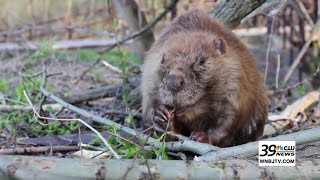 BeaverCon A Unique Celebration of Constructive Mammals [upl. by Zack634]