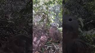 Eagle Dad brought back a cake of bee pupae to feed the birds蜂鹰，鹰爸爸带回一饼蜂蛹喂小鸟 birds [upl. by Bixler]