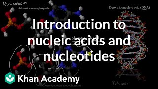 Introduction to nucleic acids and nucleotides  High school biology  Khan Academy [upl. by Annoel]