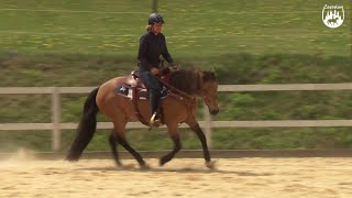 Loesdau Lessons Grundlagen der Reitpferdeausbildung mit Ute Holm Teil 6 Galopphilfe beim Reiten [upl. by Xer366]