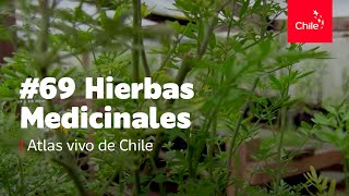 69 Hierbas medicinales  Atlas Vivo de Chile [upl. by Dominic]