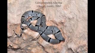 Lampropeltis alterna Brokeoff Mountains NM [upl. by Scutt53]