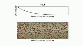 Cancer cell heterogeneity in the tumor microenvironment [upl. by Eniamraj]