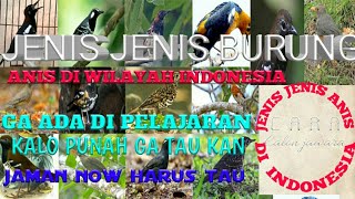 14JENIS ANIS DI INDONESIA  GENEUS TARDUS ZOOTHERA [upl. by Ennylcaj421]