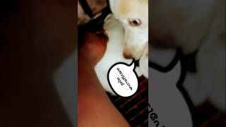 🐶 Rubi Crying 🥲 mrfarmerf9p [upl. by Ehtyde]