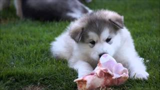 Alaskan Malamutes Puppies 6 weeks old [upl. by Herve258]