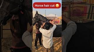 horse hair cut style horse 4988 [upl. by Milan]