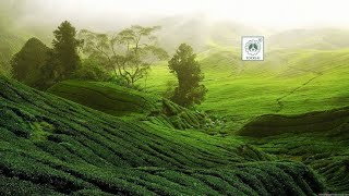 Tocklai Tea Research Institute Tea Research Association Jorhat Assam India [upl. by Filmore]