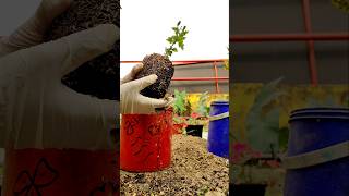 आज मैने किया गुलदाऊदी plant ki repotting is तरीके से chrysanthemumplant garden repotting vlogs [upl. by Rowland]