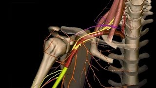 Obere Extremität  Arterien an Schulter Oberarm und Ellenbogen  3D [upl. by Innavoig764]