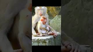 Lovely family monkey take care each other [upl. by Dressel]