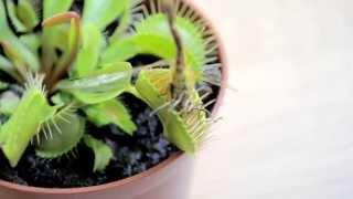 Feeding a dragonfly to my carnivorous plant [upl. by Kacie]