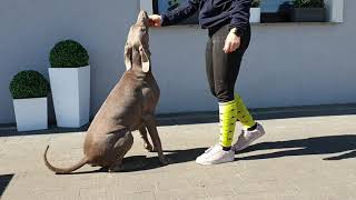 Weimaraner Training weim wyzel weimarski [upl. by Gish638]