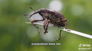 Evolution of Exoskeletons in Arthropods [upl. by Mabelle97]